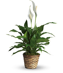 Simply Elegant Spathiphyllum from Maplehurst Florist, local flower shop in Essex Junction